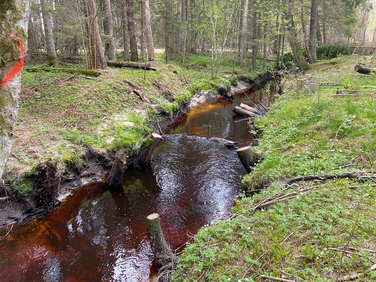 Mai 2020. Lamapuidust puhastatud jõgi projektialal lõpus. Kadunud on viimasedki varjepaigad.