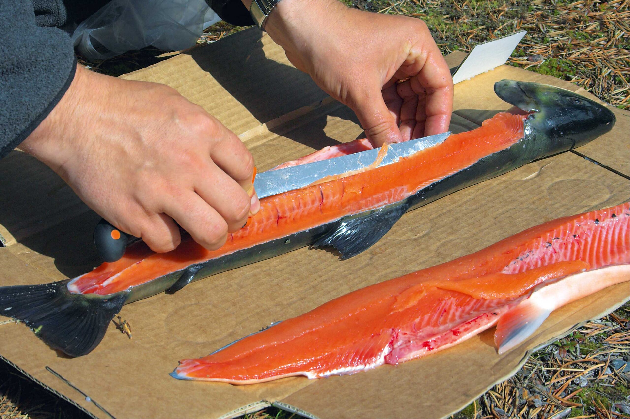 Milline on parim nuga kala fileerimiseks?